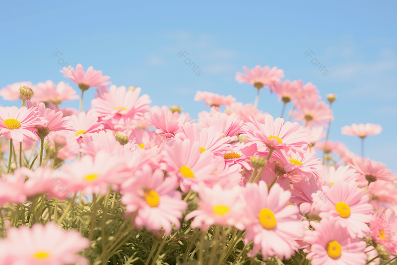 蓝天阳光明媚粉色的春天颜色各异的清新大气小雏菊花清晰的摄影图高清的图片,高清,摄影图,摄影图片,图片大全,摄影图免费下载